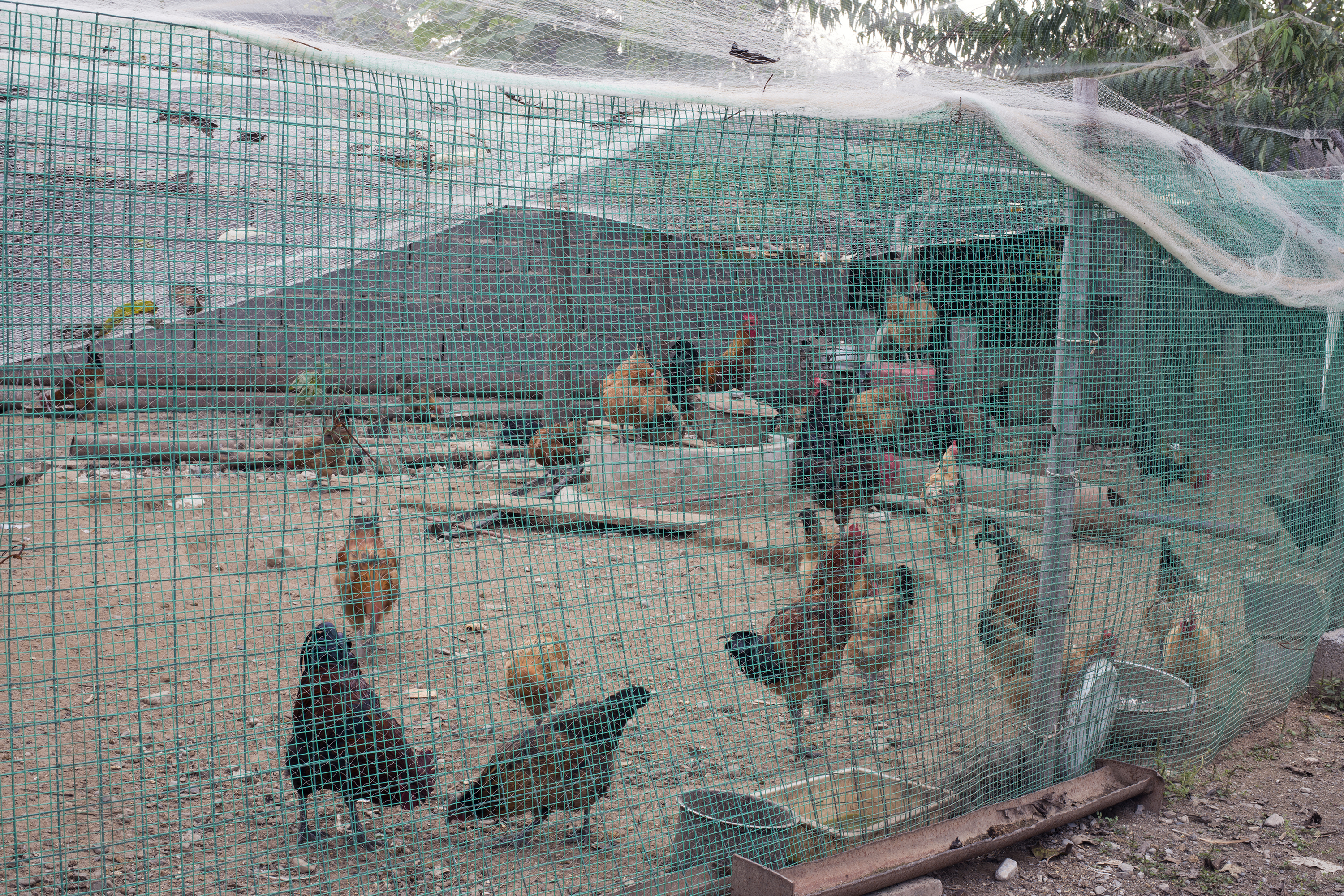 Chickens in a yard. Photograph by Lois Conner